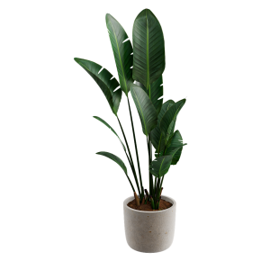 Indoor plant No. 54