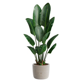 Indoor plant No. 54