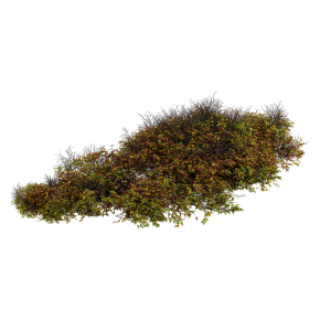 Bush 024