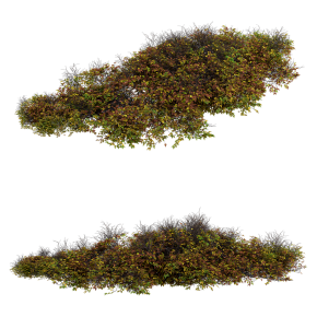 Bush 024