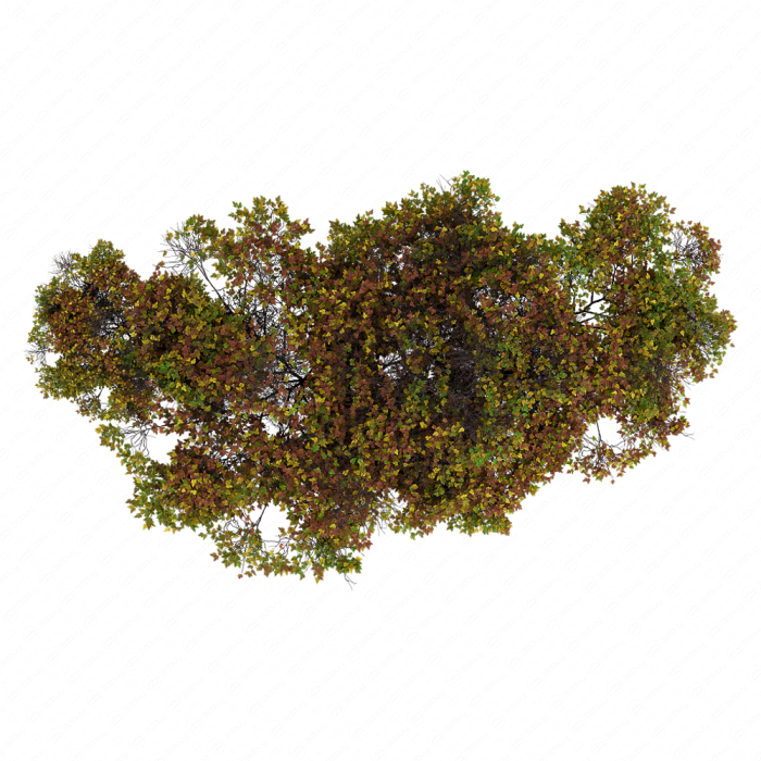 Bush 024