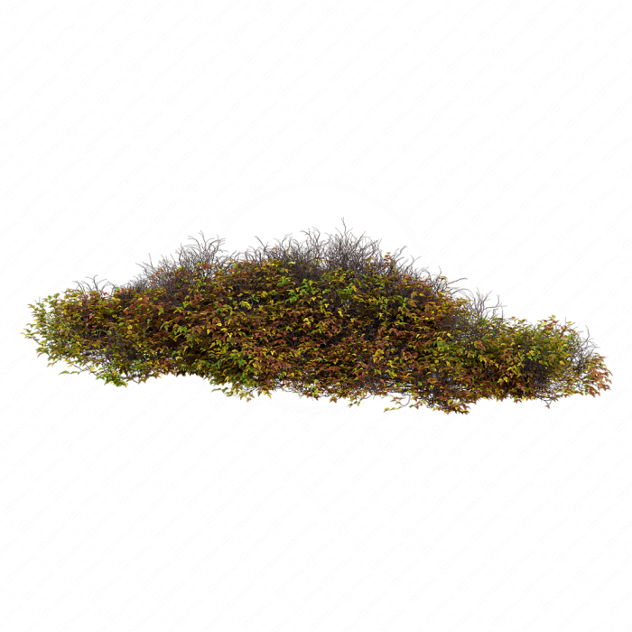 Bush 024
