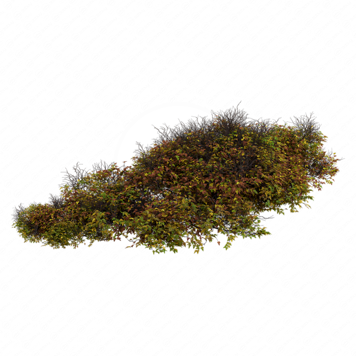 Bush 024