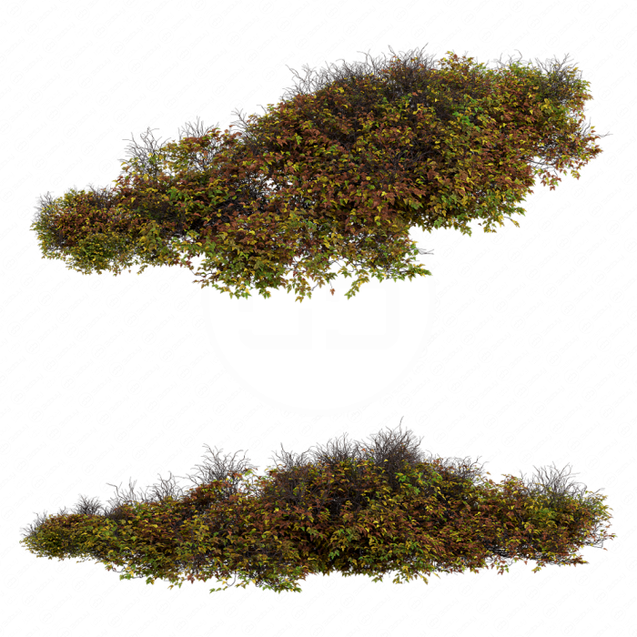 Bush 024