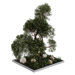 Уличное дерево