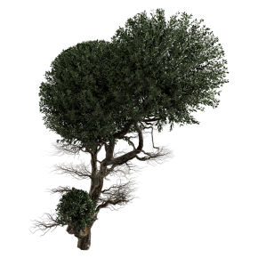 tree vol 17