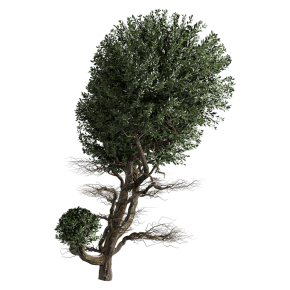 tree vol 17