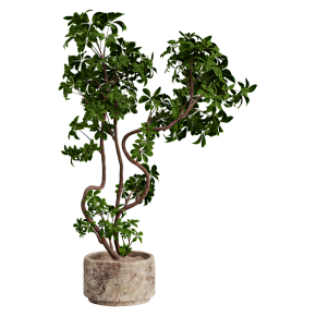 Schefflera in a stone planter