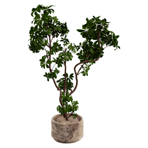 Schefflera in a stone planter