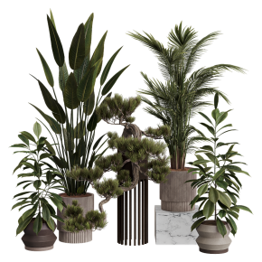 Indoor plants No. 36