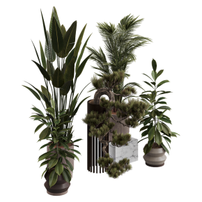 Indoor plants No. 36
