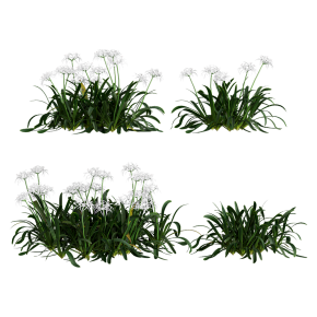 Hymenocallis
