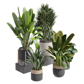 Растения в горшках от Ferm Living
