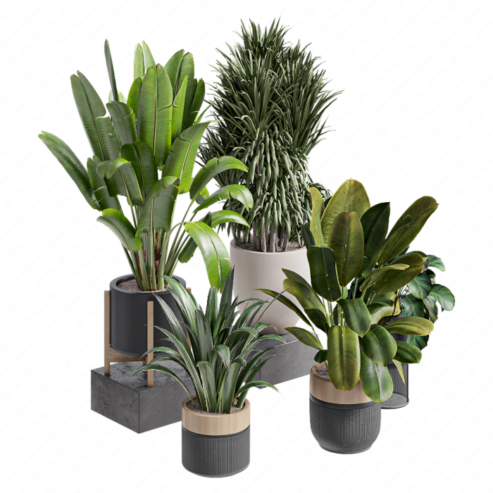 Растения в горшках от Ferm Living