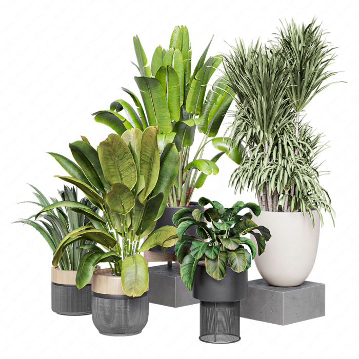 Растения в горшках от Ferm Living