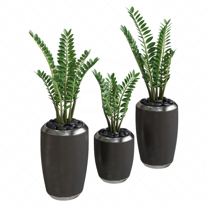 Декоративные растения Zamioculcas