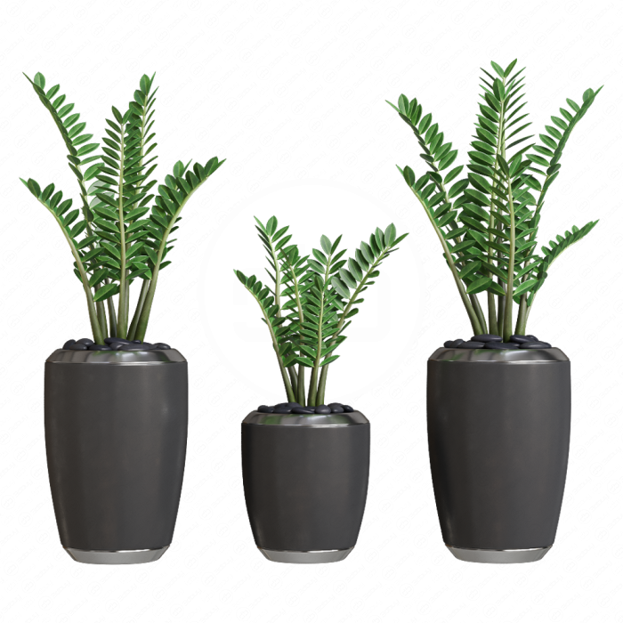 Декоративные растения Zamioculcas