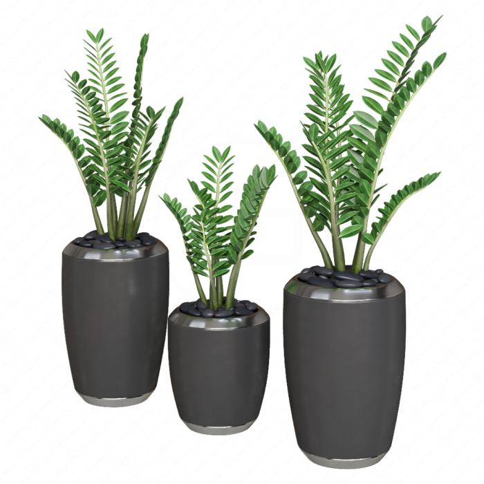 Декоративные растения Zamioculcas