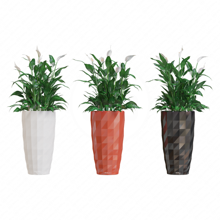 Спатифиллум Уоллиса / Spathiphyllum wallisii