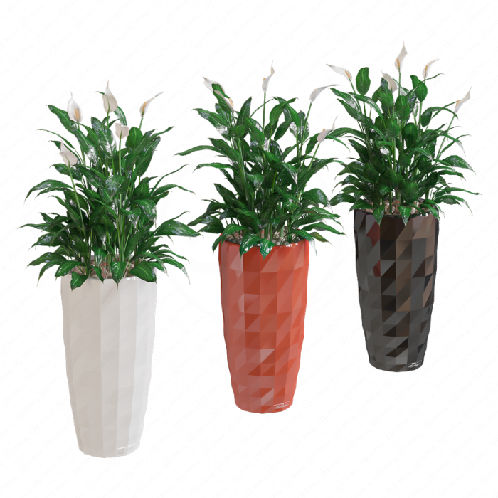 Спатифиллум Уоллиса / Spathiphyllum wallisii