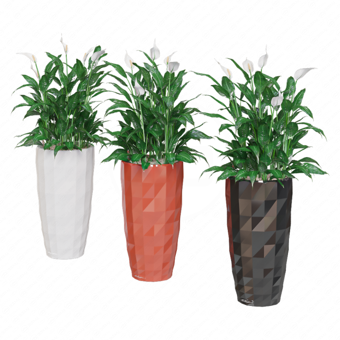 Спатифиллум Уоллиса / Spathiphyllum wallisii