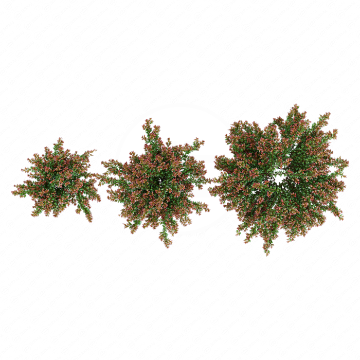 Abelia x grandiflora RED