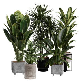 Houseplants No. 24