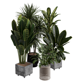 Houseplants No. 24