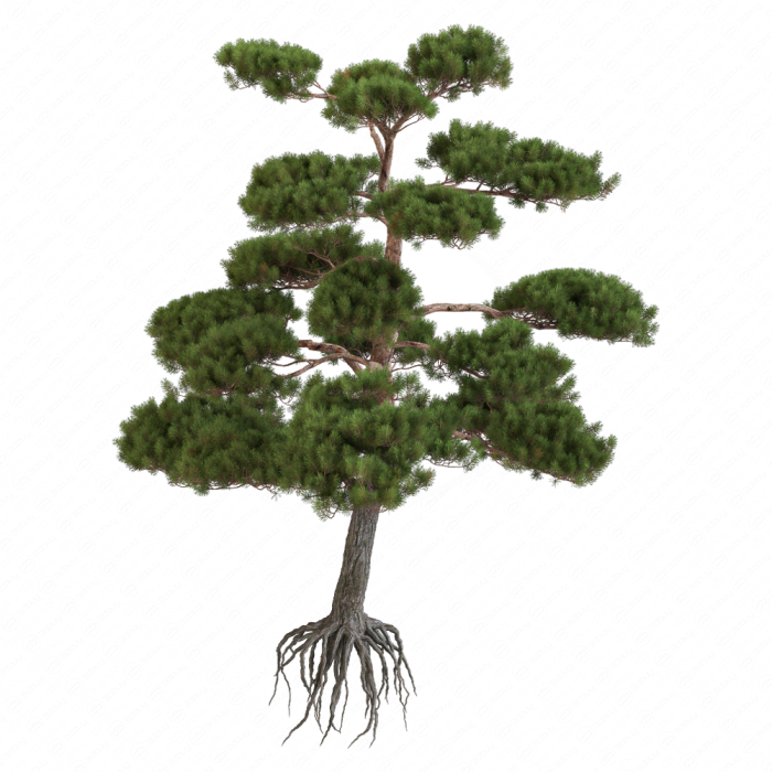 Сформированная сосна бонсай