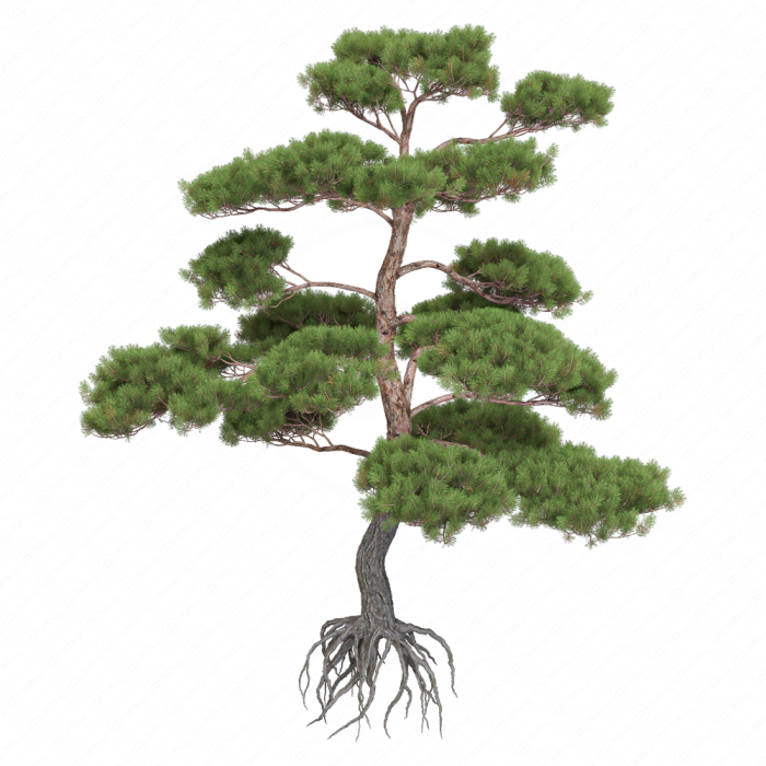 Сформированная сосна бонсай