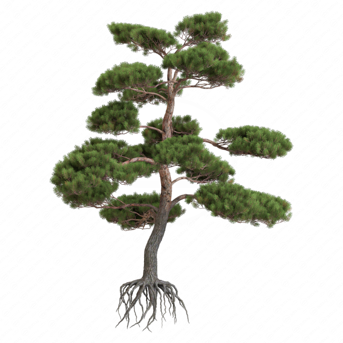 Сформированная сосна бонсай