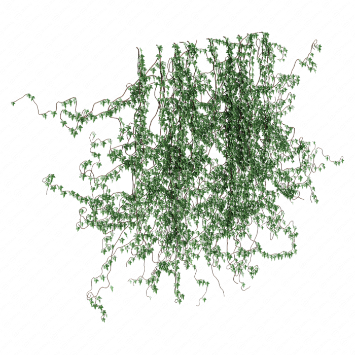 Поросль плюща