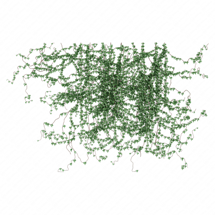 Поросль плюща