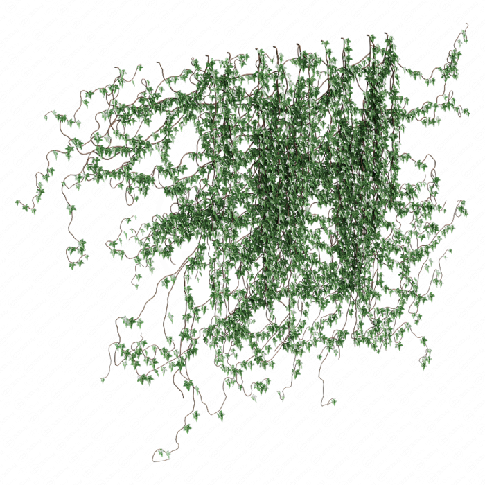 Поросль плюща