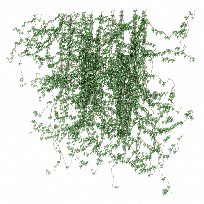 Поросль плюща