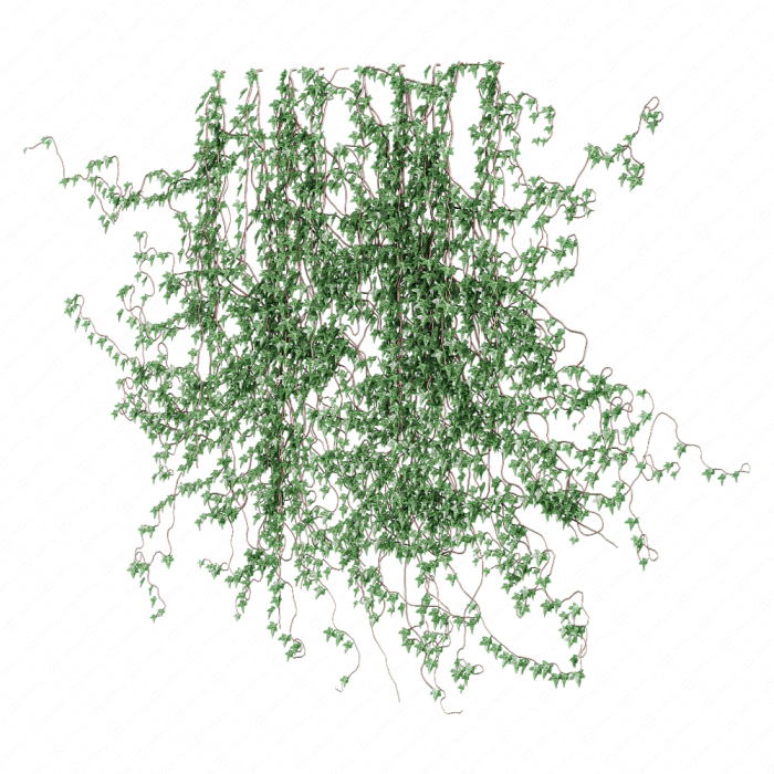 Поросль плюща