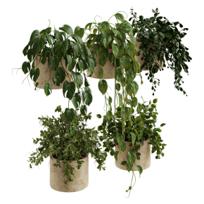 Plants for shelves No. 5