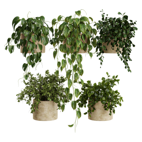 Plants for shelves No. 5