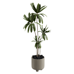 Houseplant No. 52
