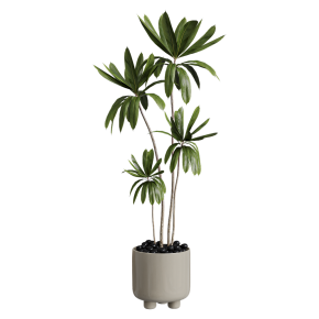 Houseplant No. 52