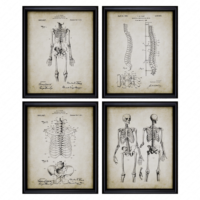 Анатомические картины в рамках
