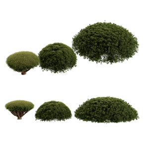 Mugo pine