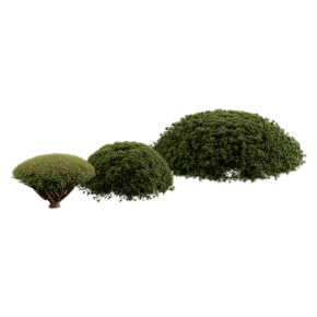 Mugo pine