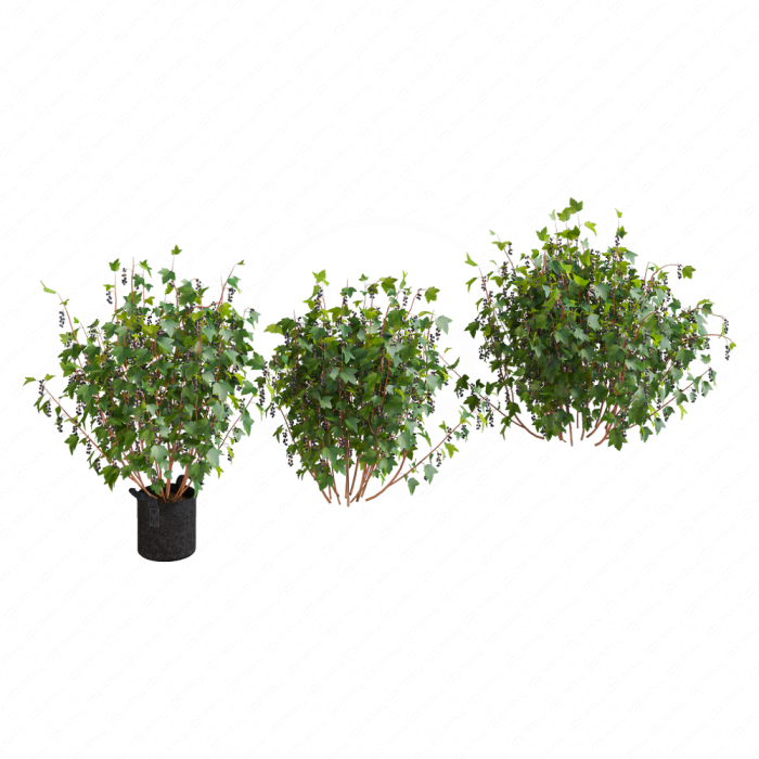 Кусты черной смородины