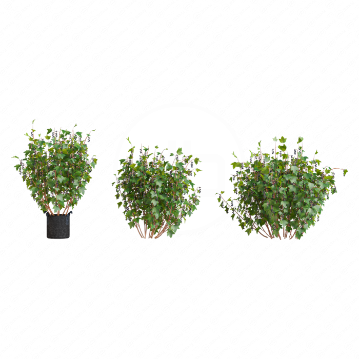 Кусты черной смородины