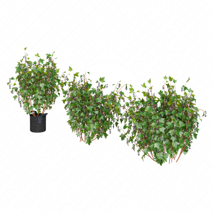 Кусты черной смородины