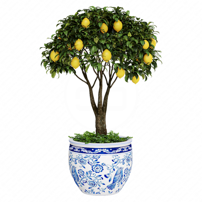 Лимонное дерево в горшке