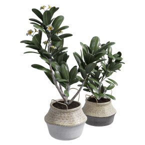 Plumeria in a pot