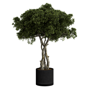 Houseplant No. 53