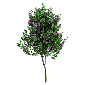 Лагерстрёмия великолепная